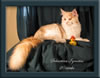 LapCats Cameo Maine Coon Stud